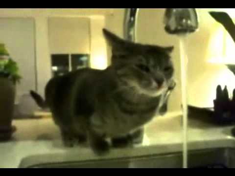 Cat With Drinking Problem