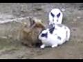 videos de Vidéo-0003(1)
