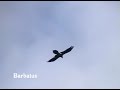 Quebrantahuesos ( Gypaetus barbatus ) Quebrantahuesos ( Gypaetus barbatus )