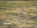 Quebrantahuesos ( Gypaetus barbatus )