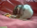 videos de Lola before Surgery