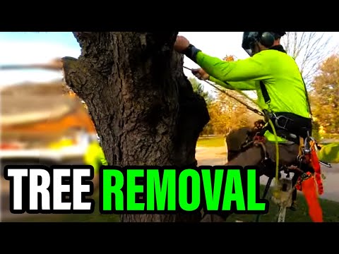 How to Prepare Your Yard and Home For Tree Removal – Tree change NQ ...