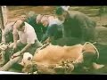 oguzlarda bir ilk oguzlar alt?n kasap tan?t?m �mer g�dek