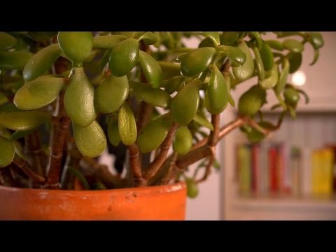 how to replant a rubber tree plant