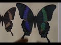 ANABIOSIS - A Life on Paper      - YouTube