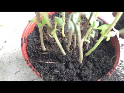 how to transplant eucalyptus