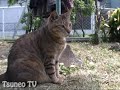 ツネオ君葉っぱにじゃれる♪ tsuneo