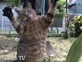 ツネオ君葉っぱにじゃれる♪ tsuneo