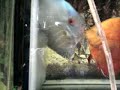 video fishtropico 007.mp4