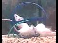 Mice in Petco