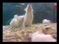 Mice in Petco