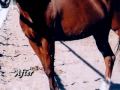 Bomar Equine Rescue Milagro Award