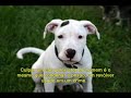 pit bull   brasil