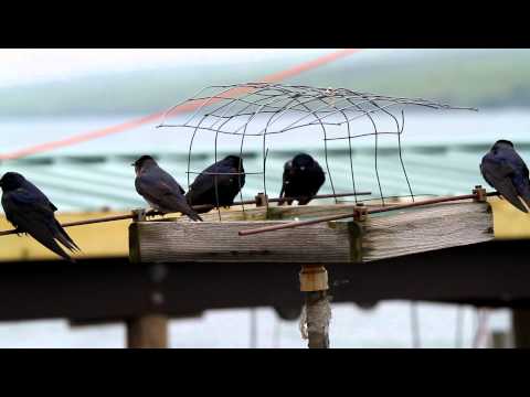 how to attract purple martins in ny