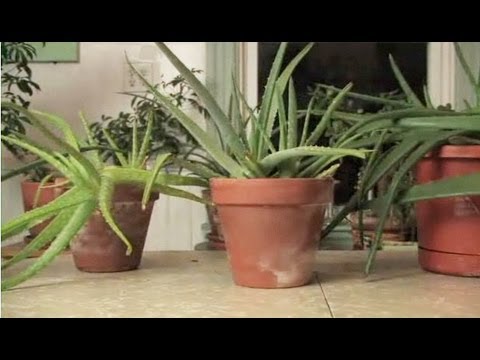 how to drain aloe vera