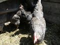 M�te slovo - Bigamie