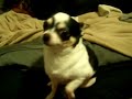 A Helpless Chihuahua A Helpless Chihuahua