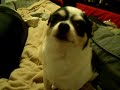 a helpless chihuahua