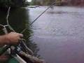 Randy Loses Nice Channel Catfish
