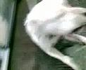 dogo arjantin