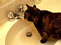 Tortie cat drinking from faucet