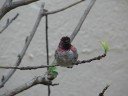 hummingbirds chatter in San Francisco