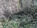 videos de FCV Sukkel