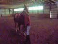 My New Horse My New Horse