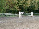 Ascaben young stallion for sale free jumping