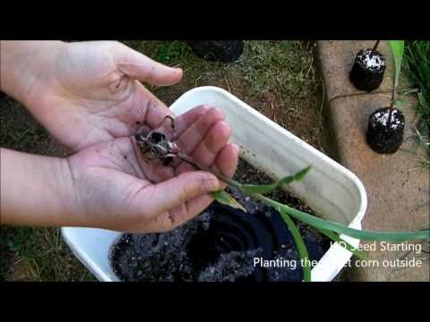 how to transplant corn