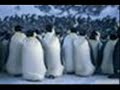 Herzog Derangement Among Animals Herzog Derangement Among Animals