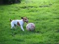 Dribbel, The SoccerDog / De Voetbalhond