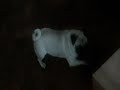 mopshond, Dogs Bloopers 1 /2