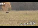 Russian steppe sighthound and borzoi open field coursing Russian steppe sighthound and borzoi open field coursing