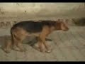 My dog don\