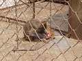 monkey get hemorrhoids monkey get hemorrhoids