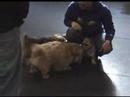 Norwich and Norfolk Terriers in Bothell, WA