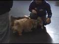 Norwich and Norfolk Terriers in Bothell, WA