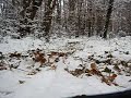 Luge