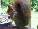 Ein Eichhörnchen hat Durst