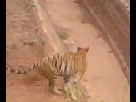 tigerr