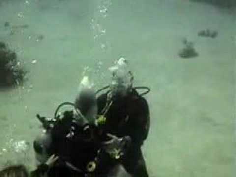 Red Sea Chicken Head