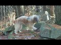 alunastick.flv