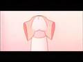 Foreskin Anatomy - The Prepuce Structure - עורלה