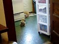 Rosie \"The Shit-tzu\"  finding the cat for the first time