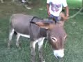 el monta burros