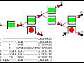 Short phylo-transducer animation