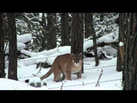 mountain lion