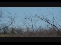 Algonquin Illinois and neighboring towns siren system recording.