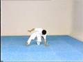Advanced Capoeira. Mestre Paulao Ceara. 07-2